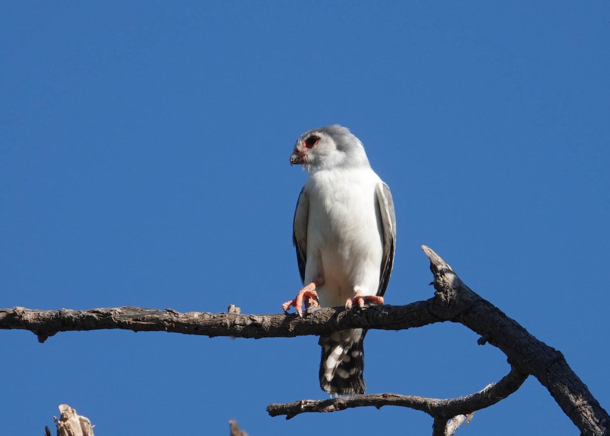 Pygmy Falcon - ML616666193