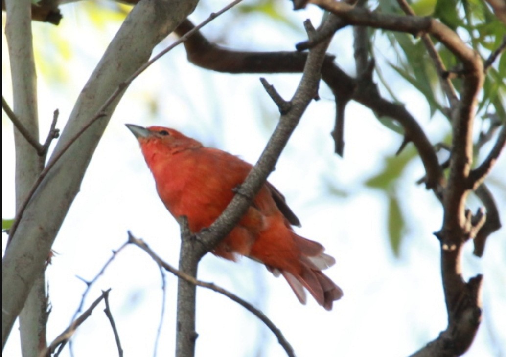 Hepatic Tanager - Elisa Pieroni Javier Torres