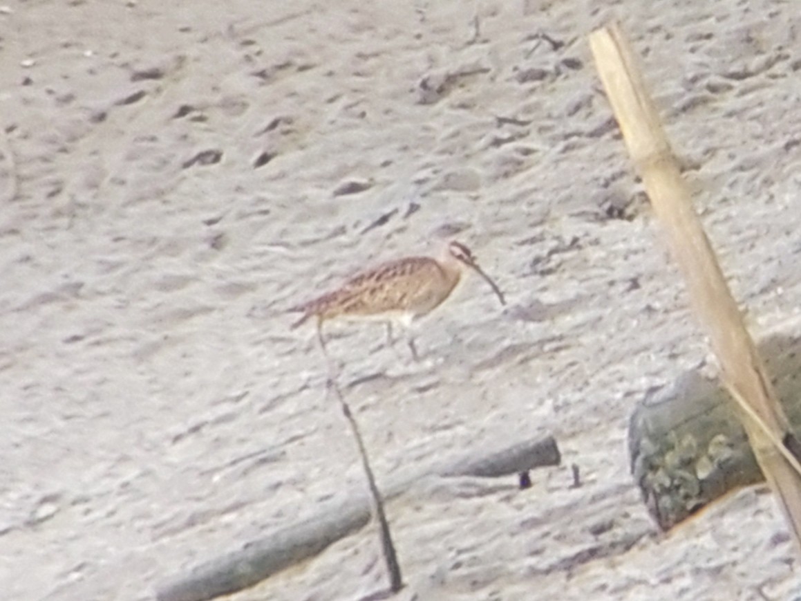 Whimbrel - Kurt  Cabahug