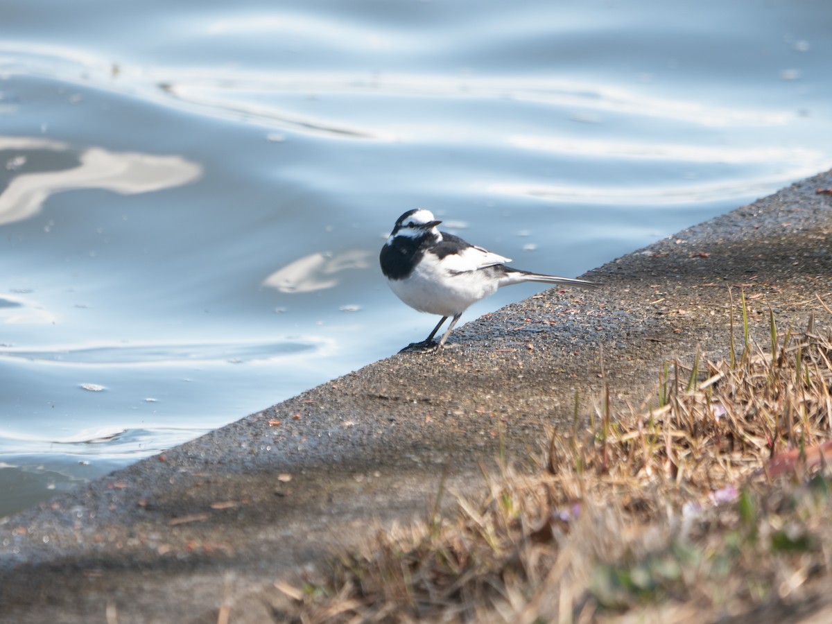 White Wagtail (Black-backed) - Geoff Lim
