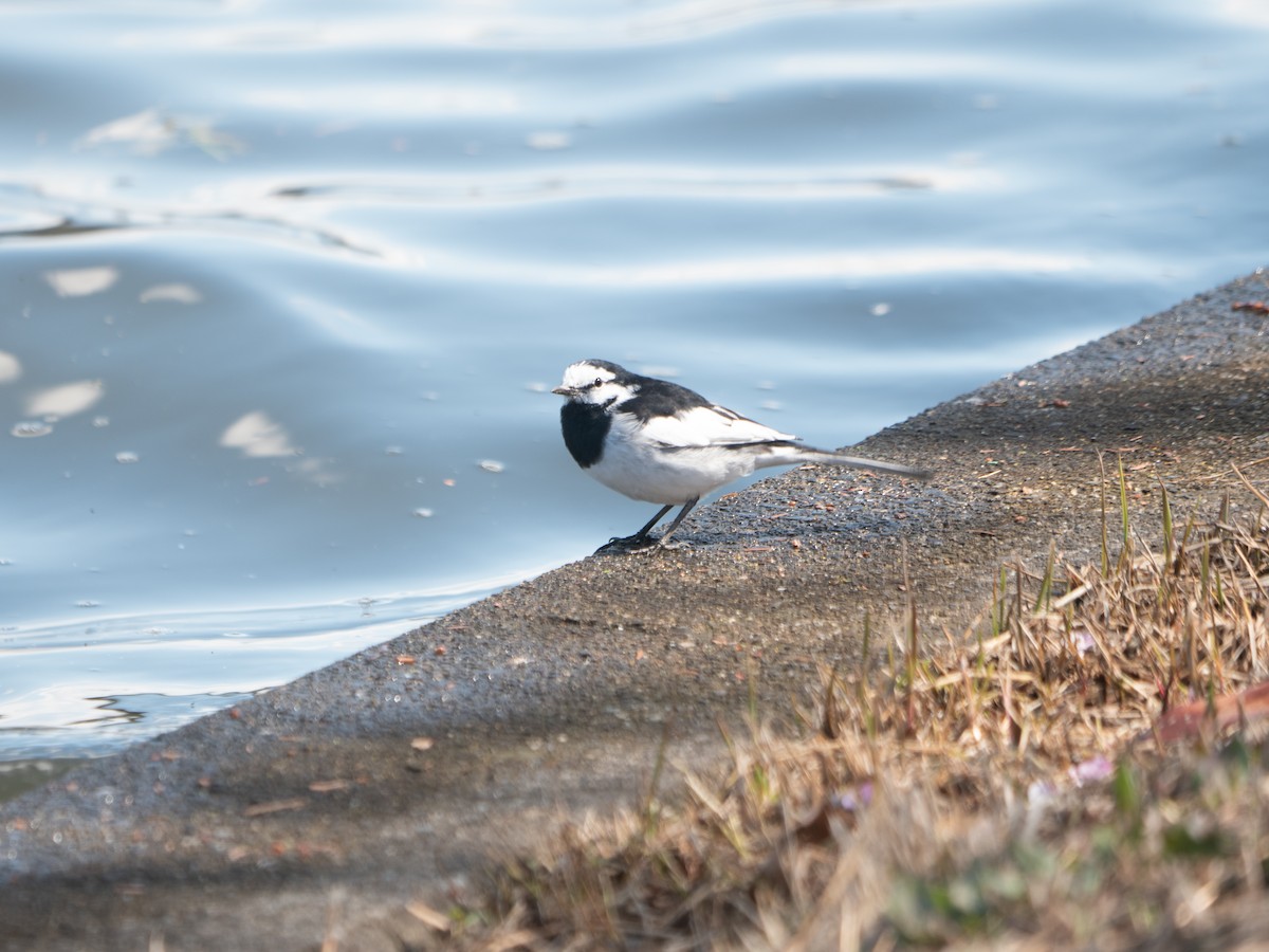 White Wagtail (Black-backed) - Geoff Lim