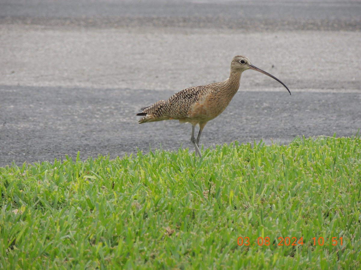 Rostbrachvogel - ML616666276