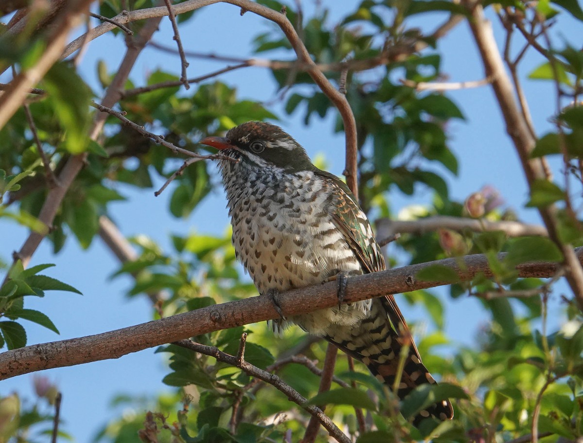 Dideric Cuckoo - Rhys Gwilliam