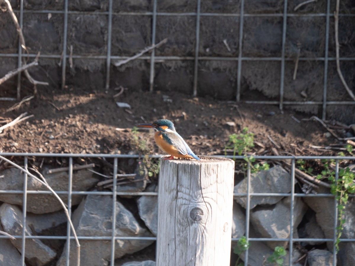 Common Kingfisher - ML616666304