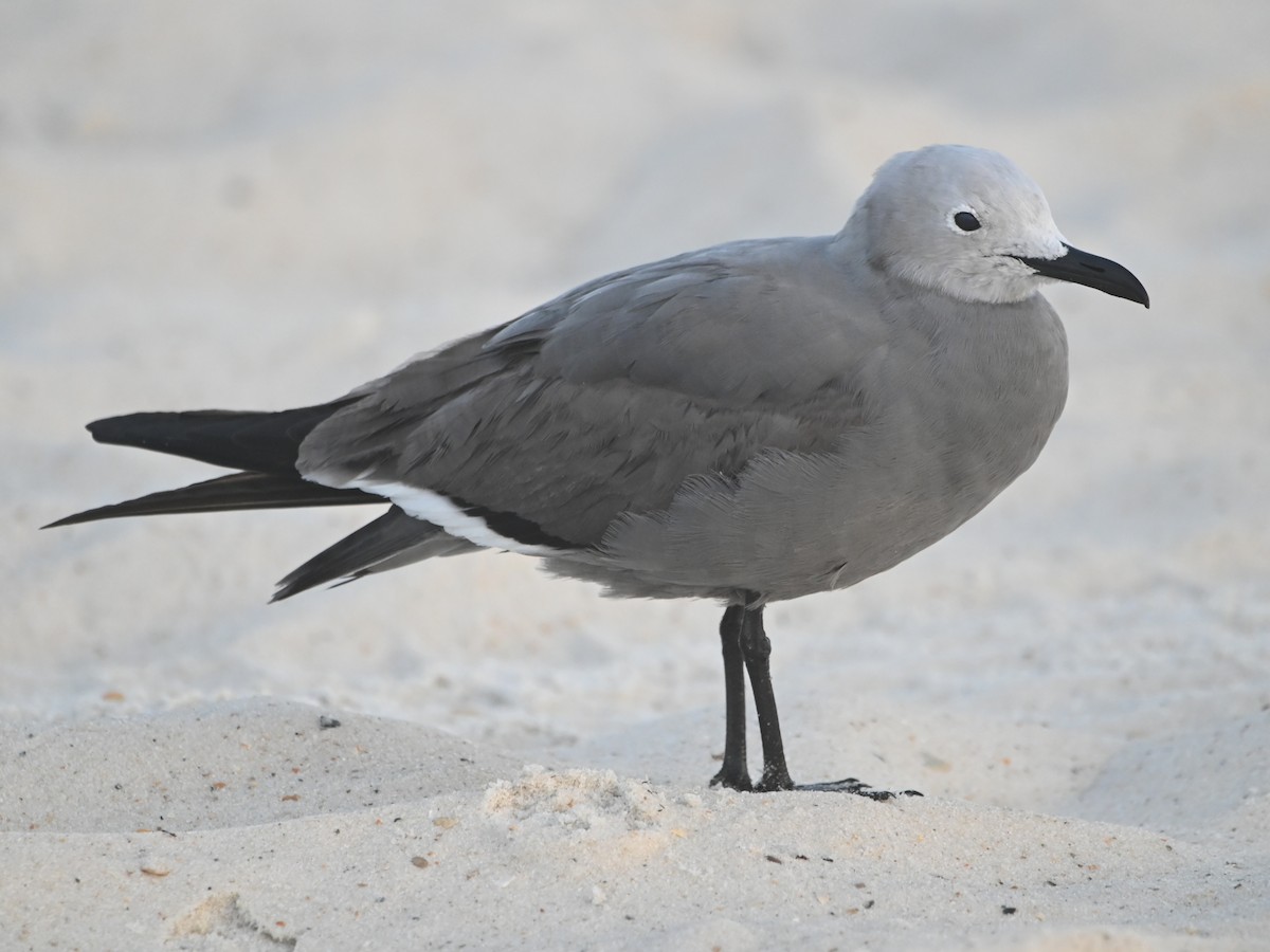 Gray Gull - ML616666312