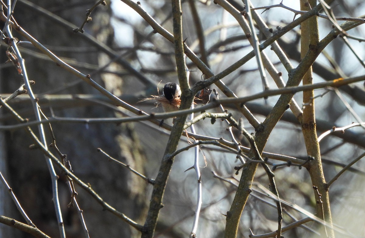 Carolina Chickadee - ML616666376