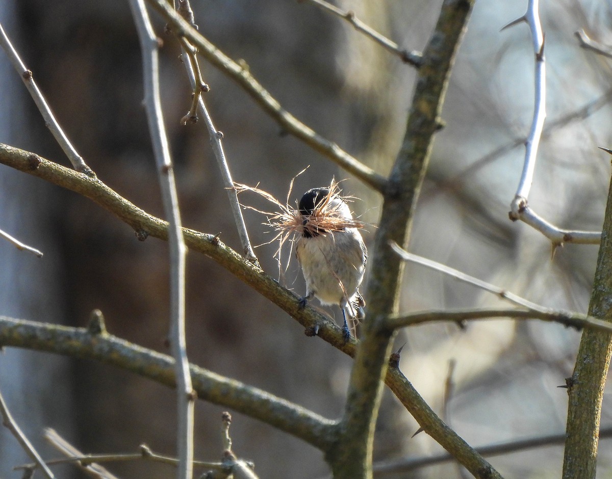 Carolina Chickadee - ML616666377