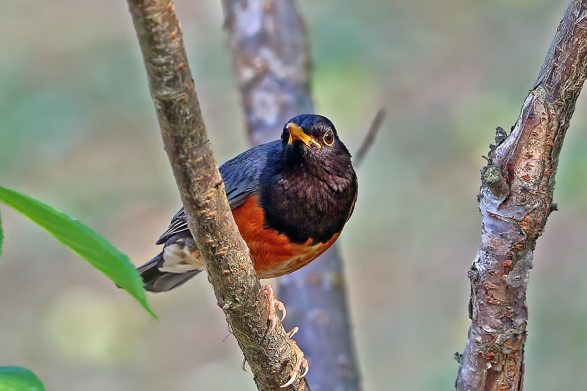 Black-breasted Thrush - Knut Arne Monrad