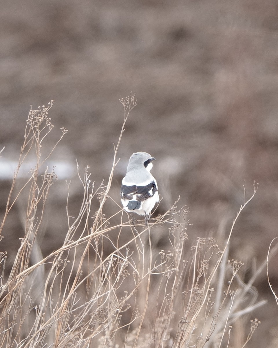 Great Gray Shrike - ML616666423