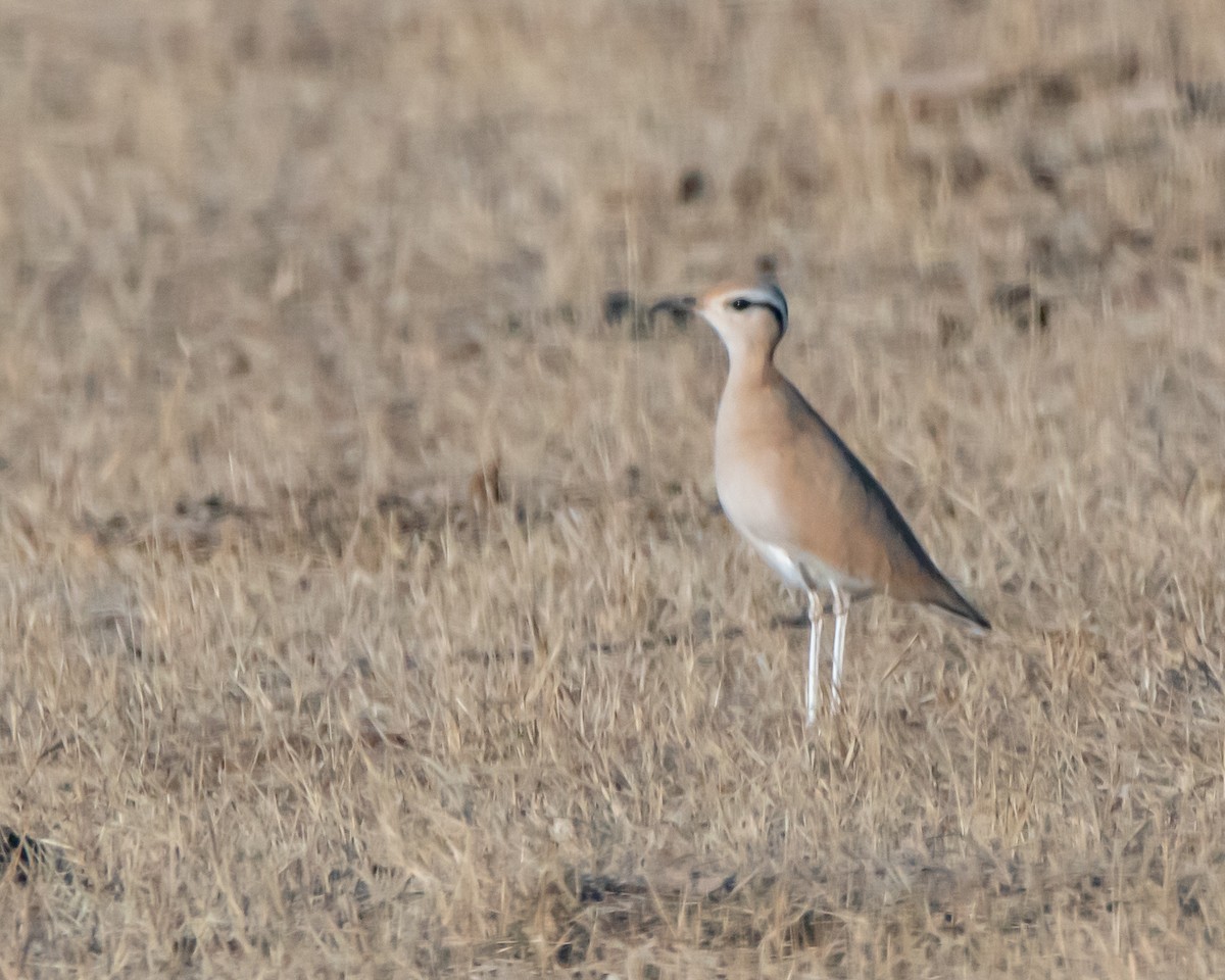 Cream-colored Courser - David Sinton