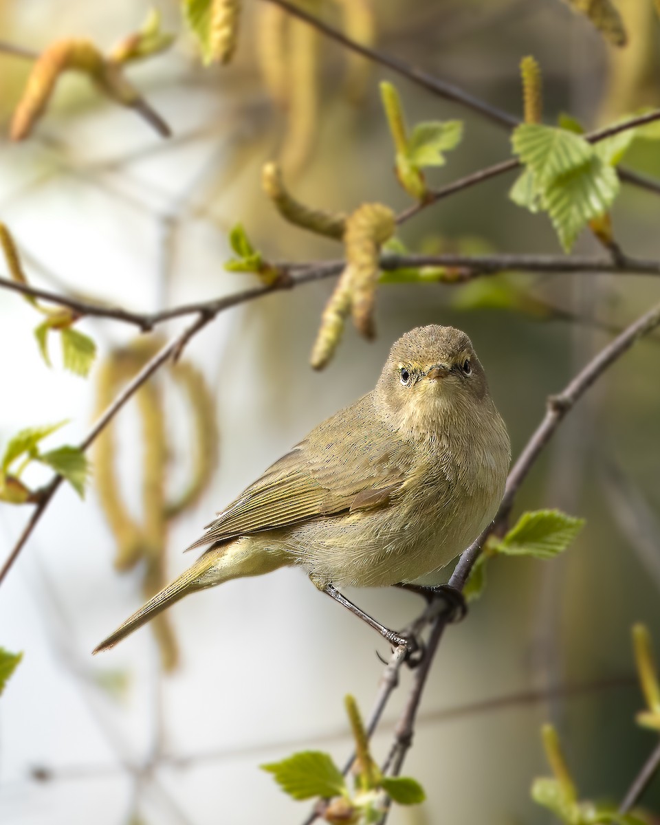 Common Chiffchaff - ML616666520