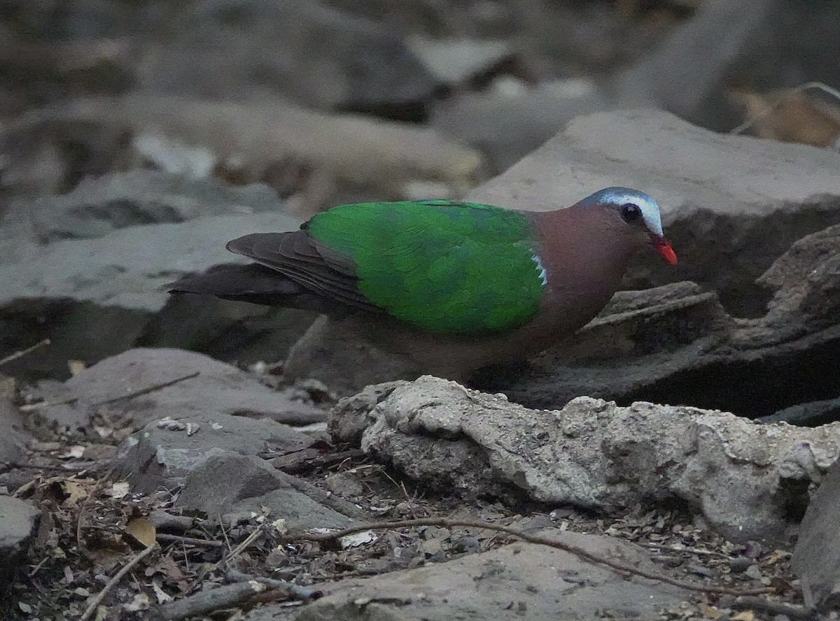 holub zelenokřídlý - ML616666535