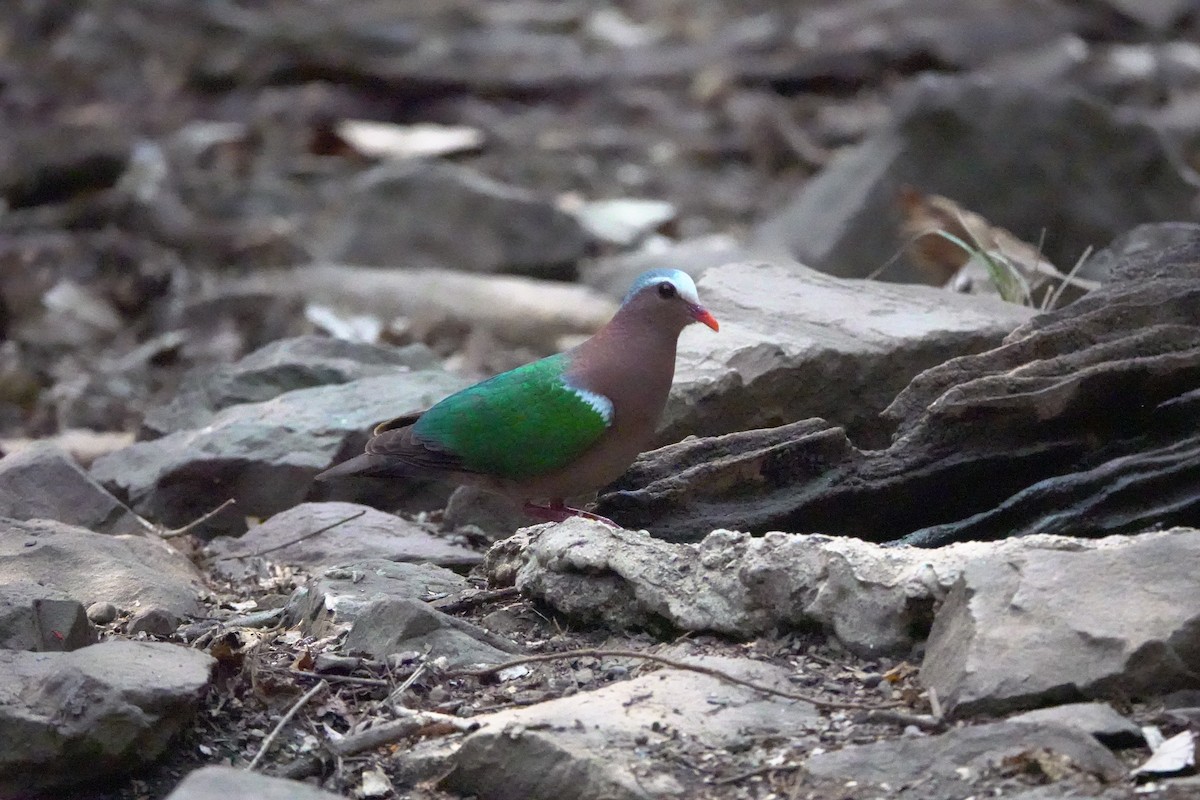 Asian Emerald Dove - ML616666536