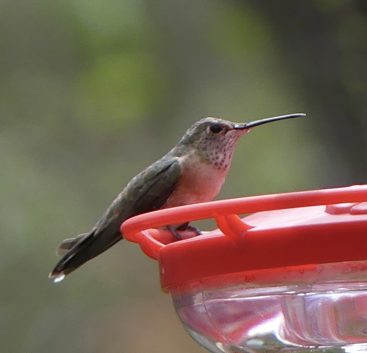 Colibri à queue large - ML616666557