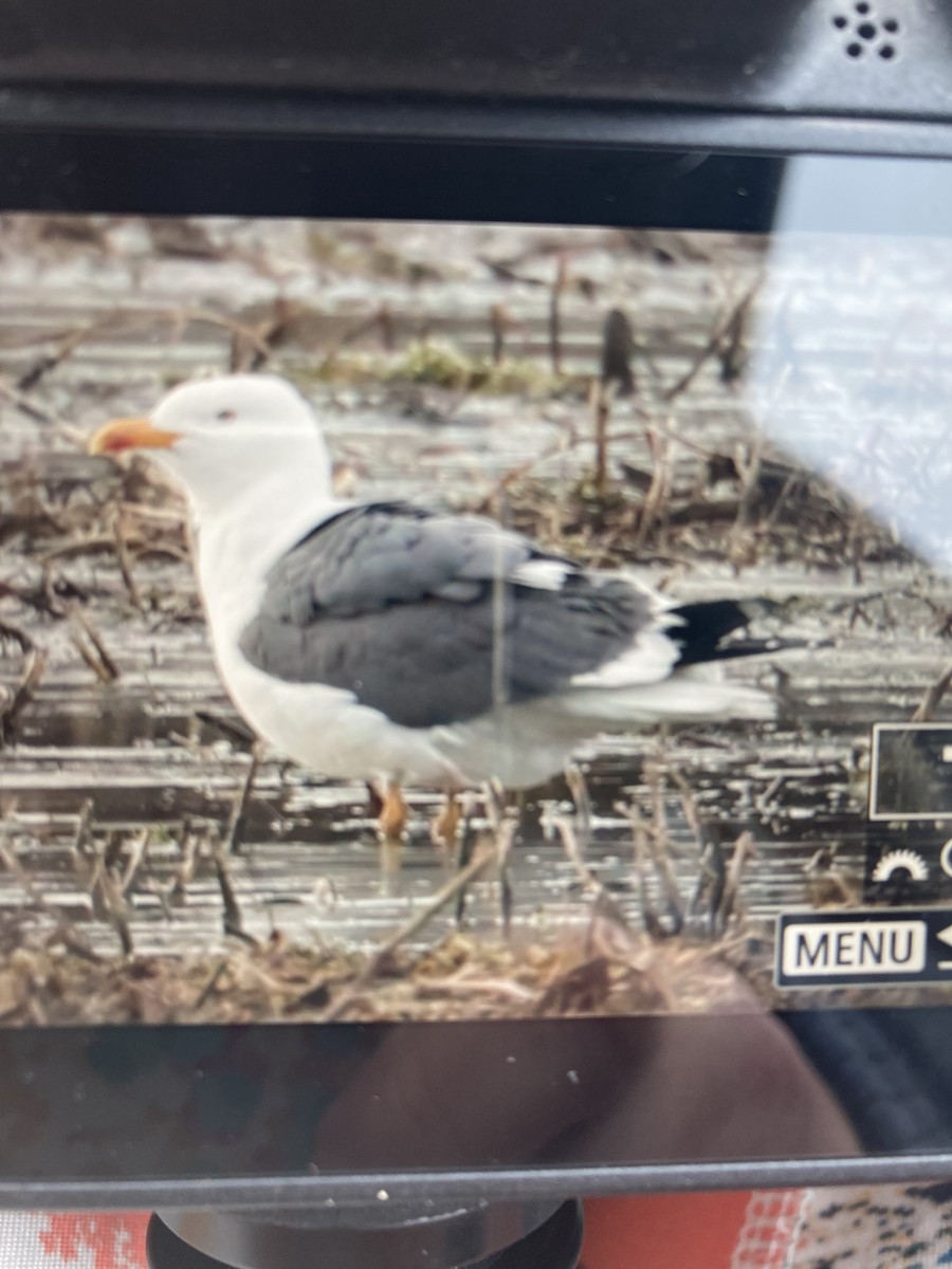 Lesser Black-backed Gull - Cindy Crease