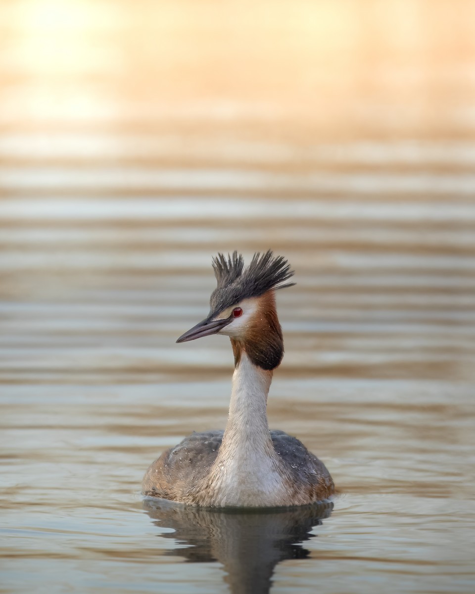 Great Crested Grebe - ML616666583