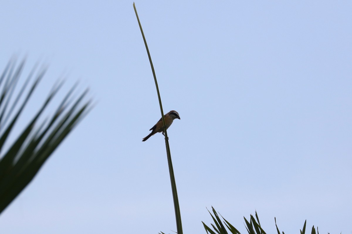 Brown Shrike - ML616666634