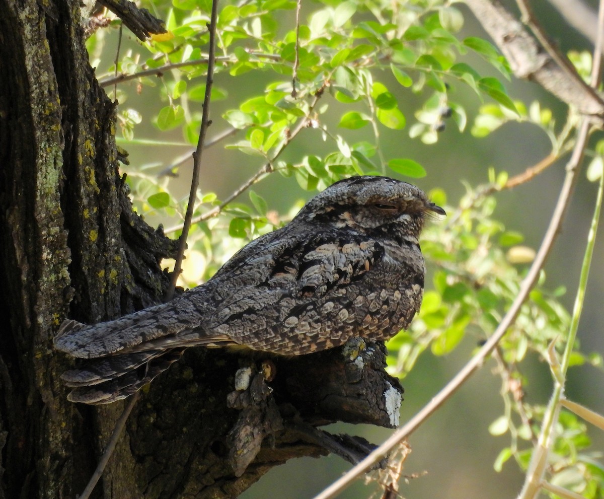 Jungle Nightjar - ML616666638