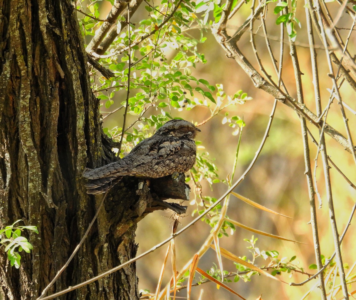 Jungle Nightjar - ML616666641