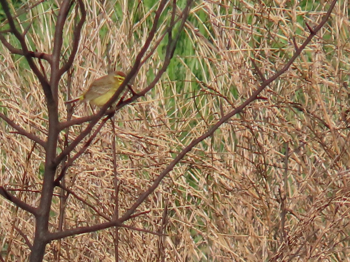 Palm Warbler - ML616666783