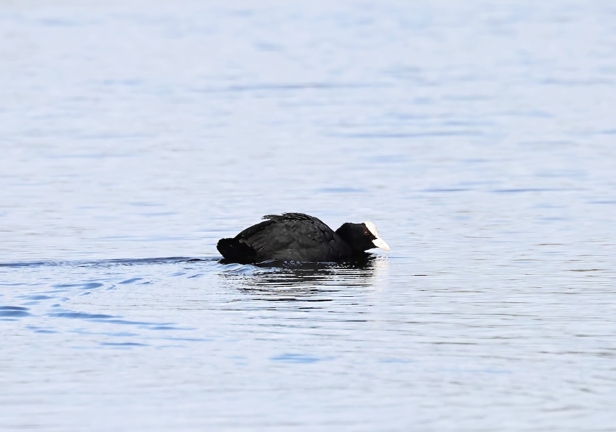 Eurasian Coot - ML616666790