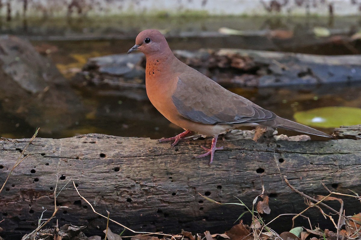 Laughing Dove - ML616666793