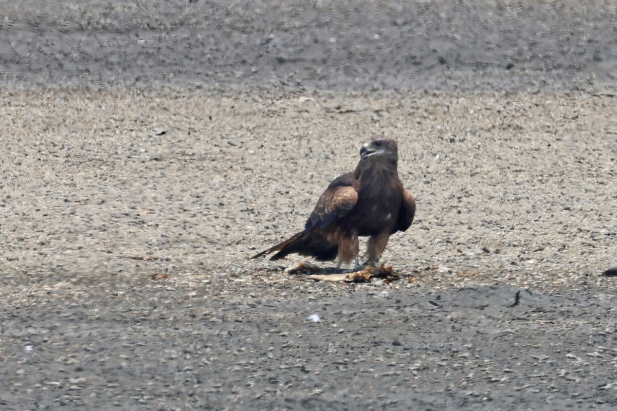 Black Kite - Charley Hesse TROPICAL BIRDING