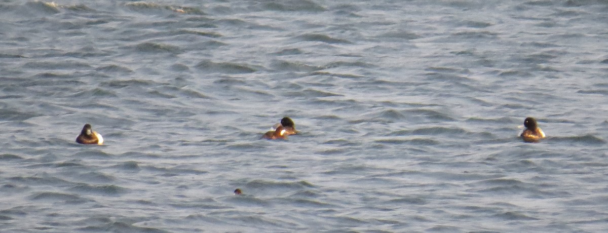Greater Scaup - ML616666918