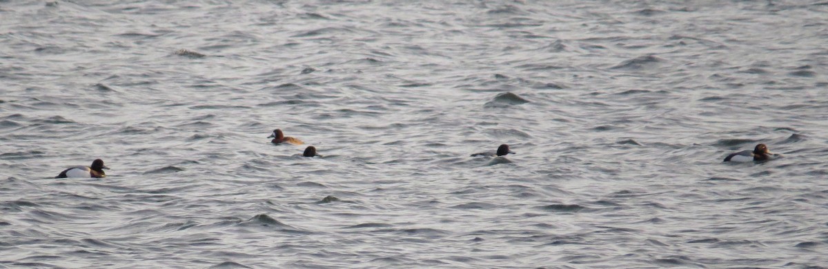 Greater Scaup - ML616666925