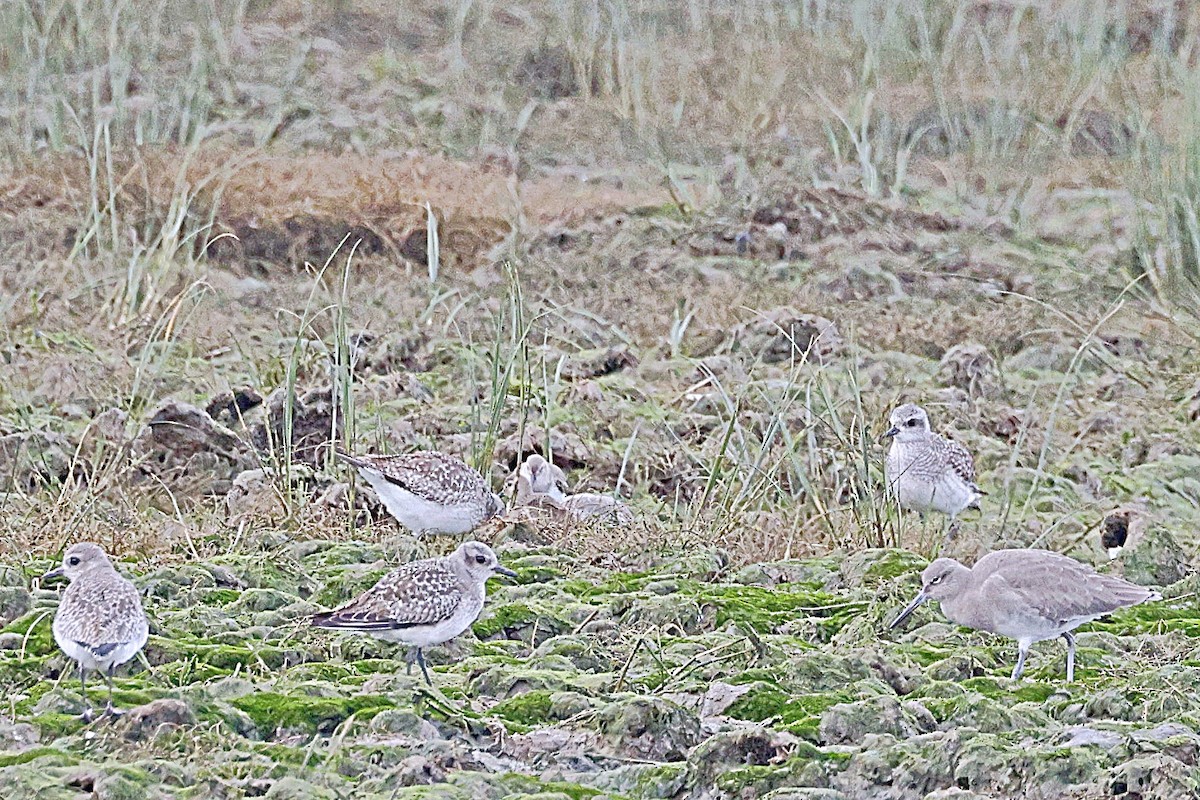 Black-bellied Plover - ML616666935