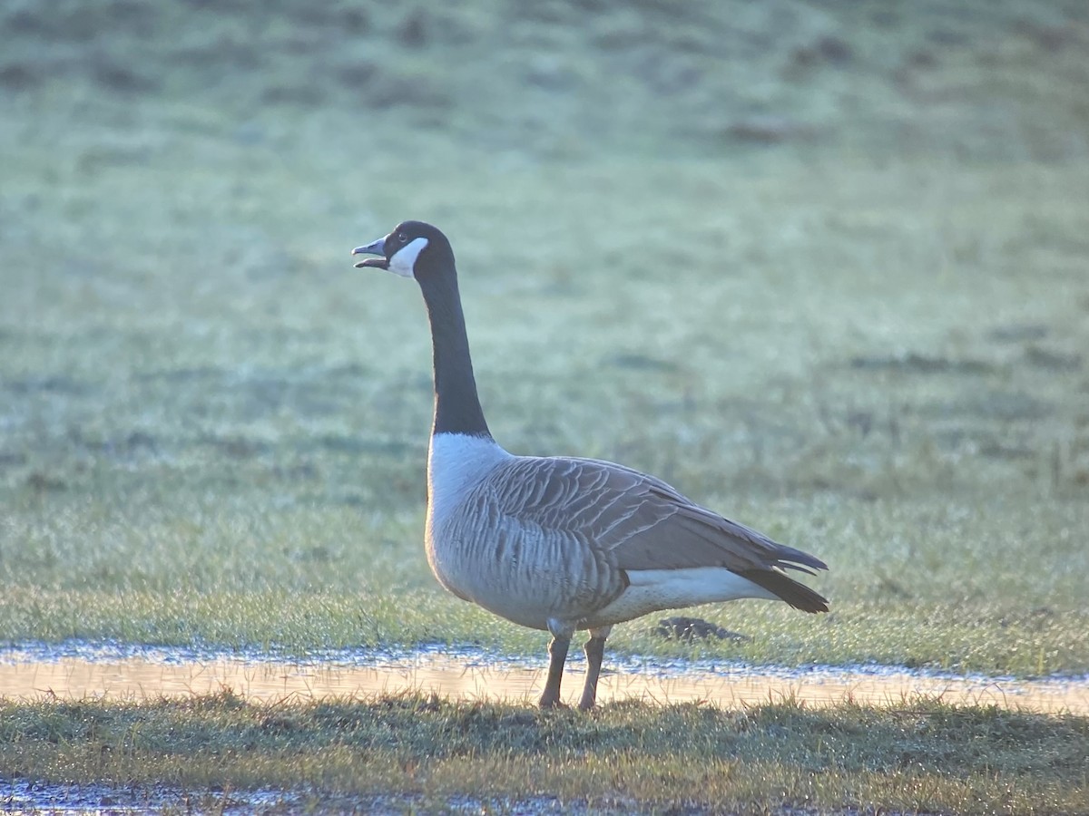 Canada Goose - Dave Craven