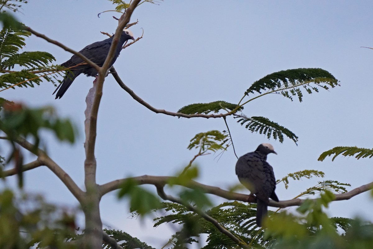 White-crowned Pigeon - ML616666987