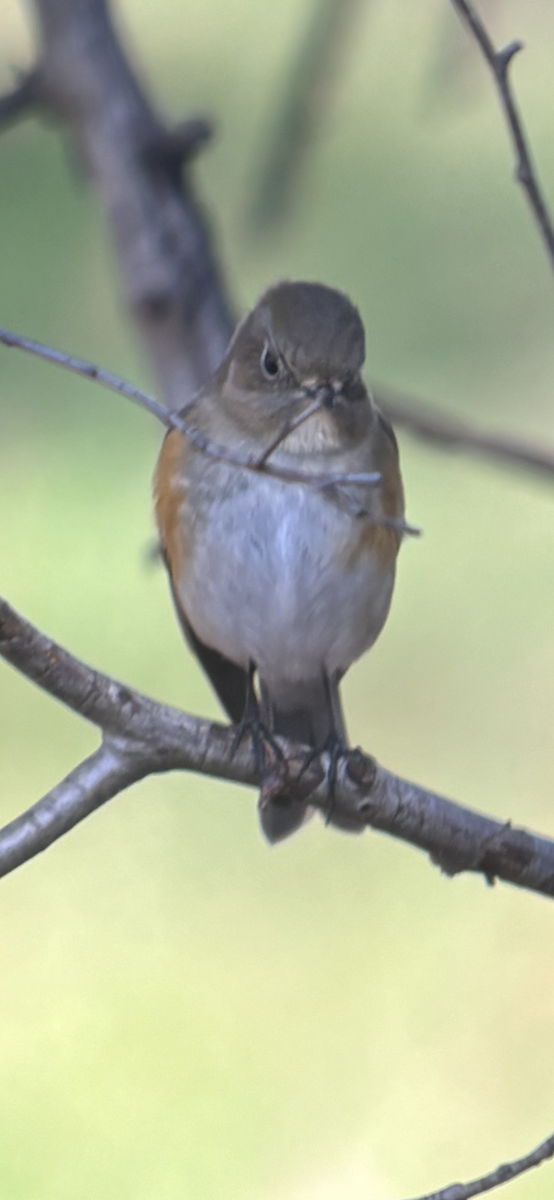 Red-flanked Bluetail - ML616666996