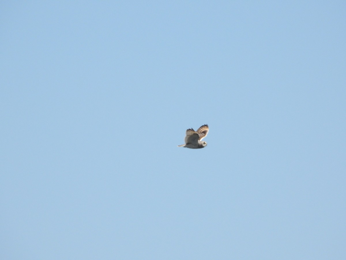 Short-eared Owl - ML616667028