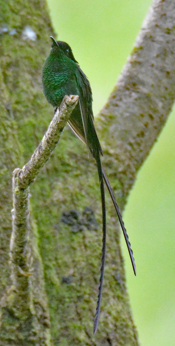 Colibri à bec noir - ML616667048