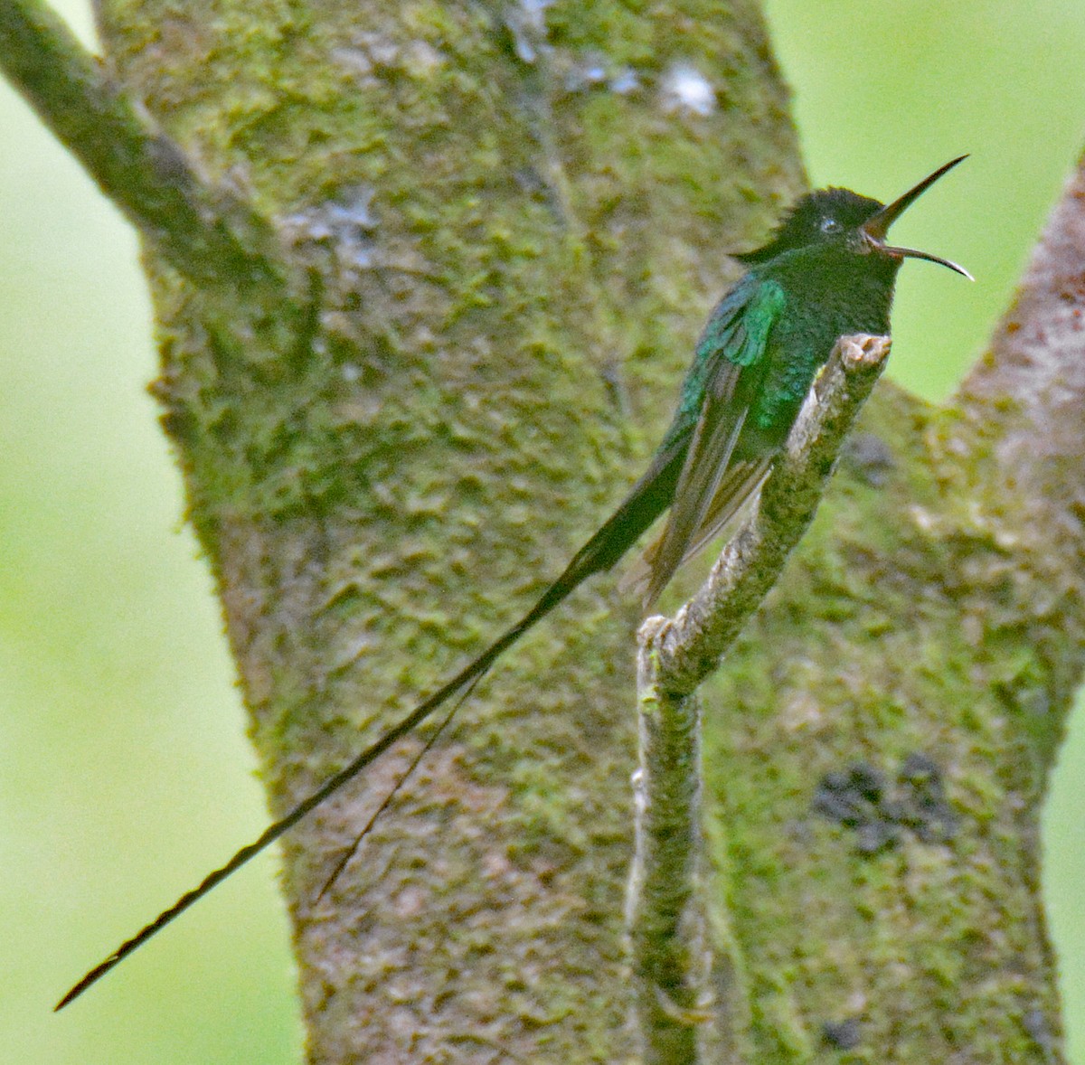 Black-billed Streamertail - Michael J Good