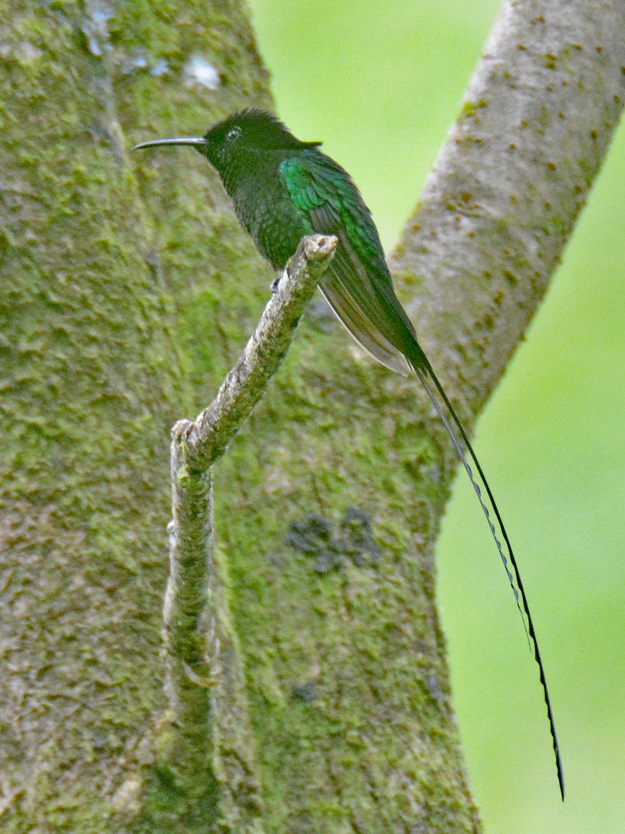 Colibri à bec noir - ML616667051