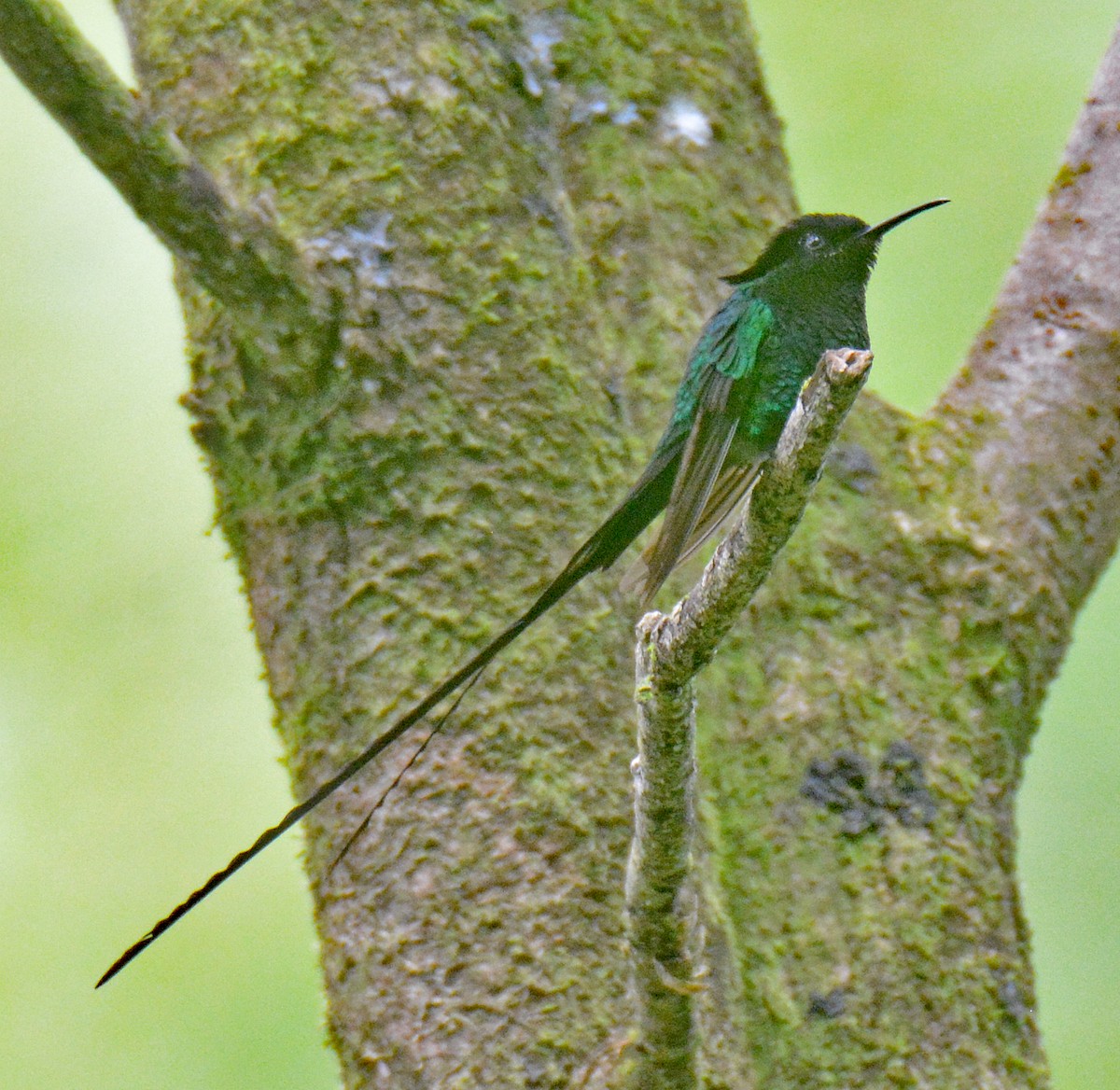 Black-billed Streamertail - Michael J Good