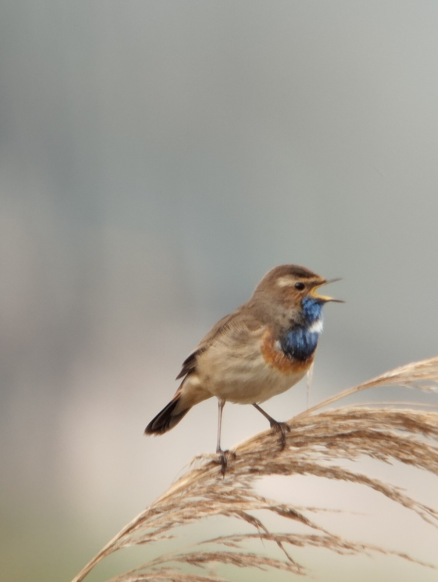 Bluethroat - Raul Pascual