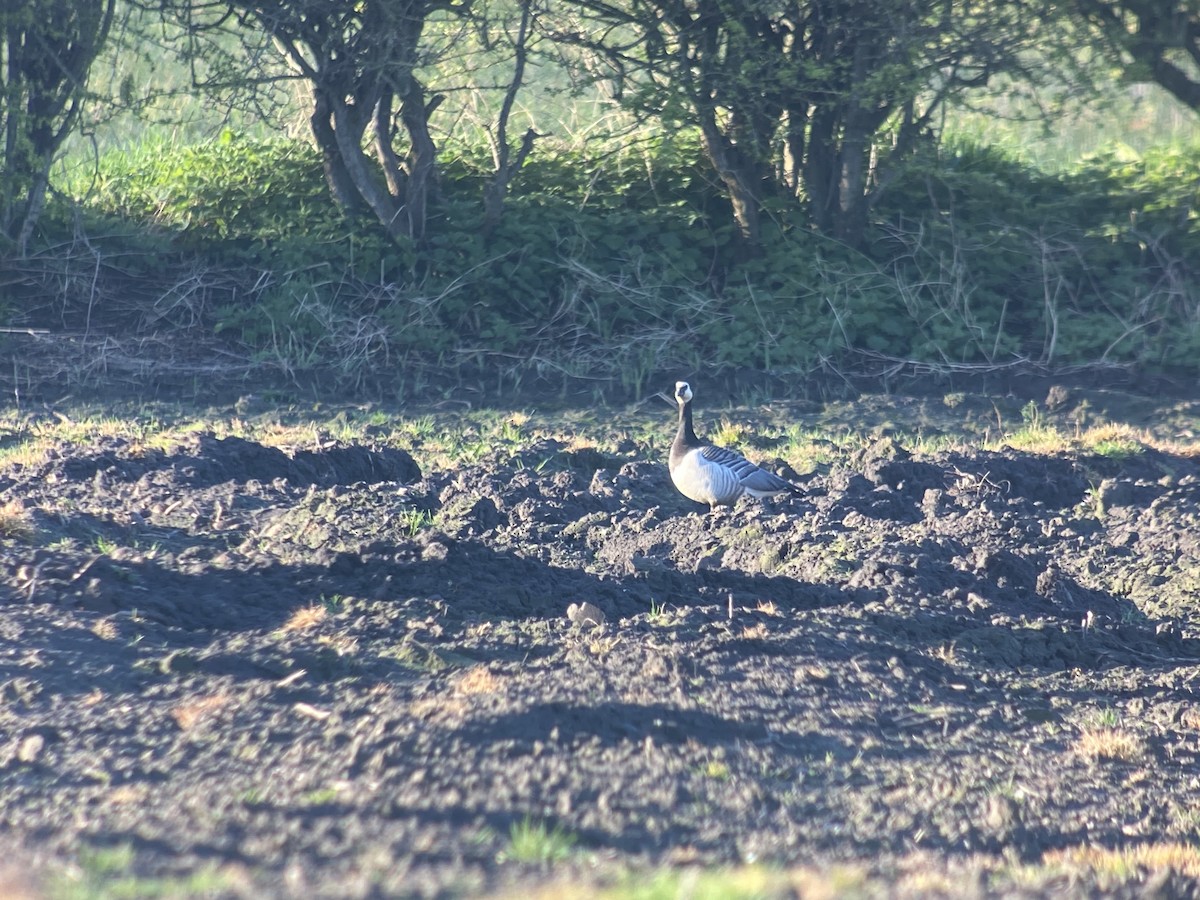 Barnacle Goose - Dave Craven