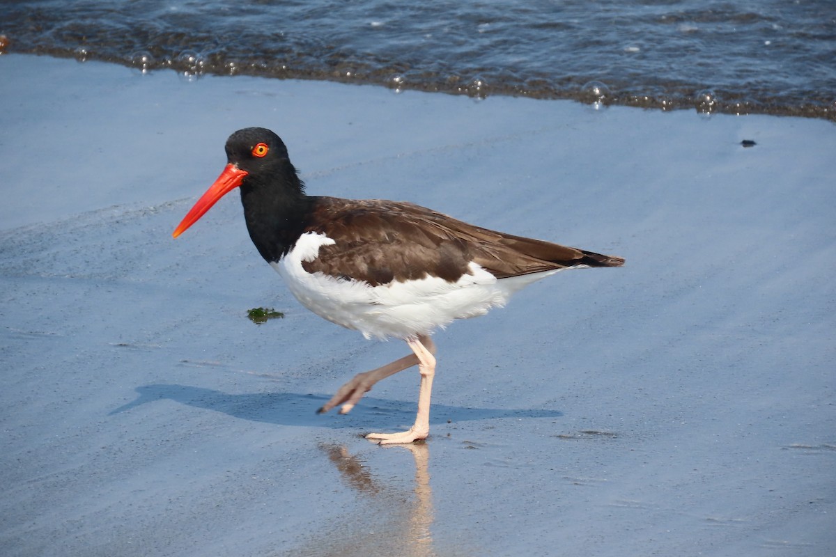 American Oystercatcher - ML616667123