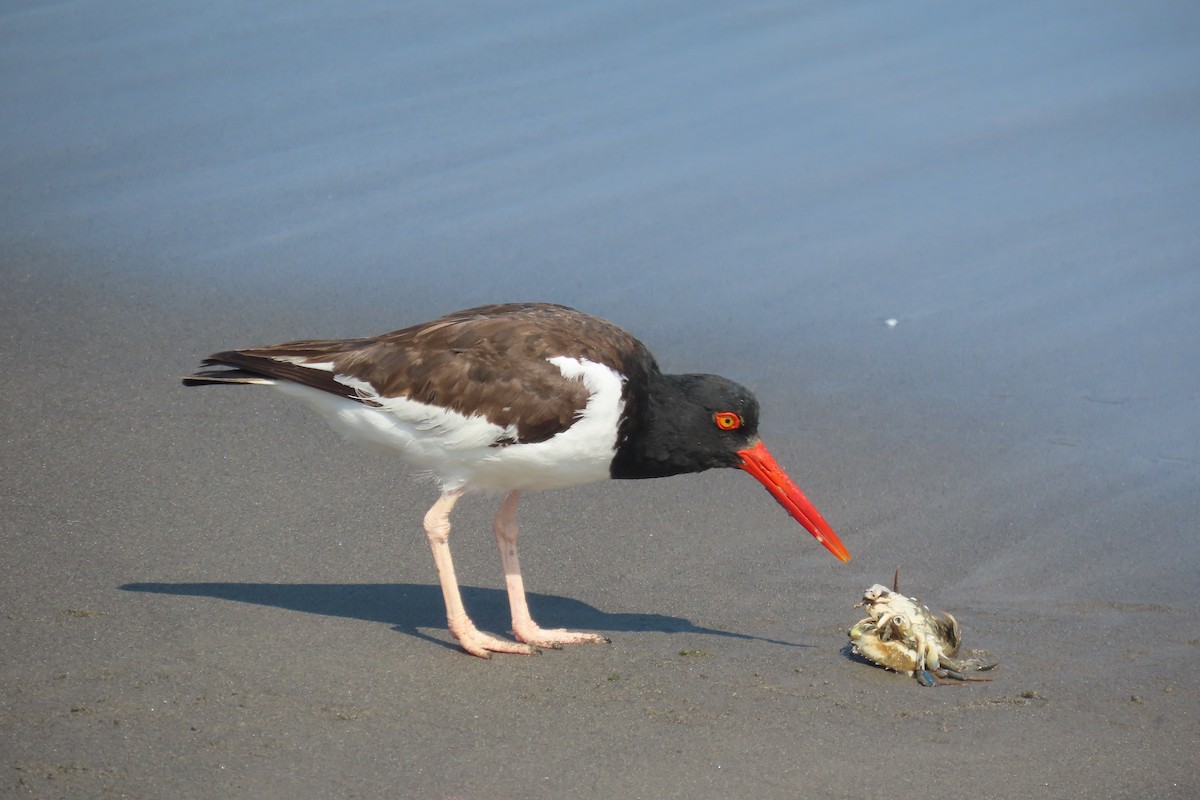 American Oystercatcher - ML616667128