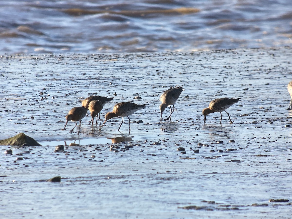 Black-tailed Godwit - Dave Craven