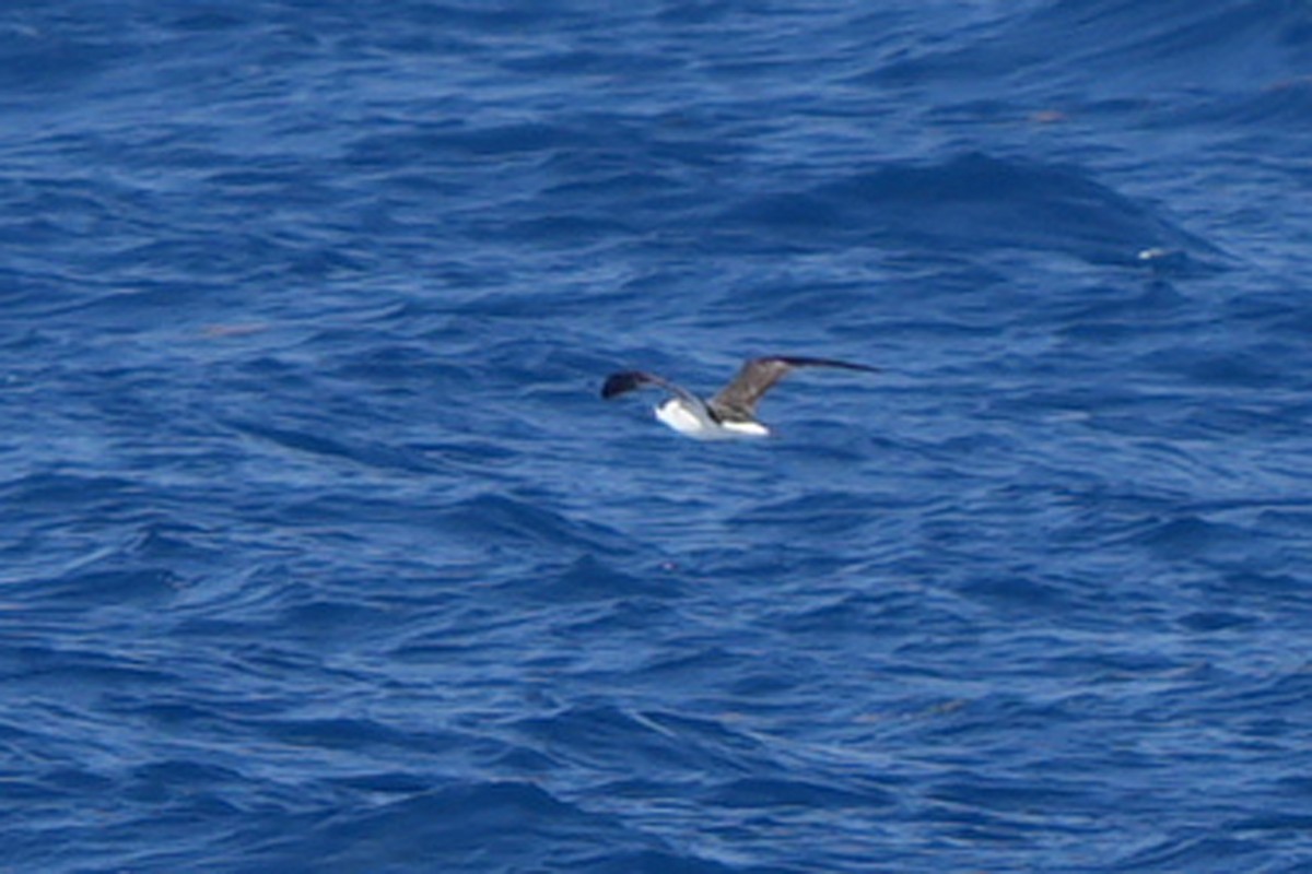 Petrel Antillano (rostro blanco) - ML616667220