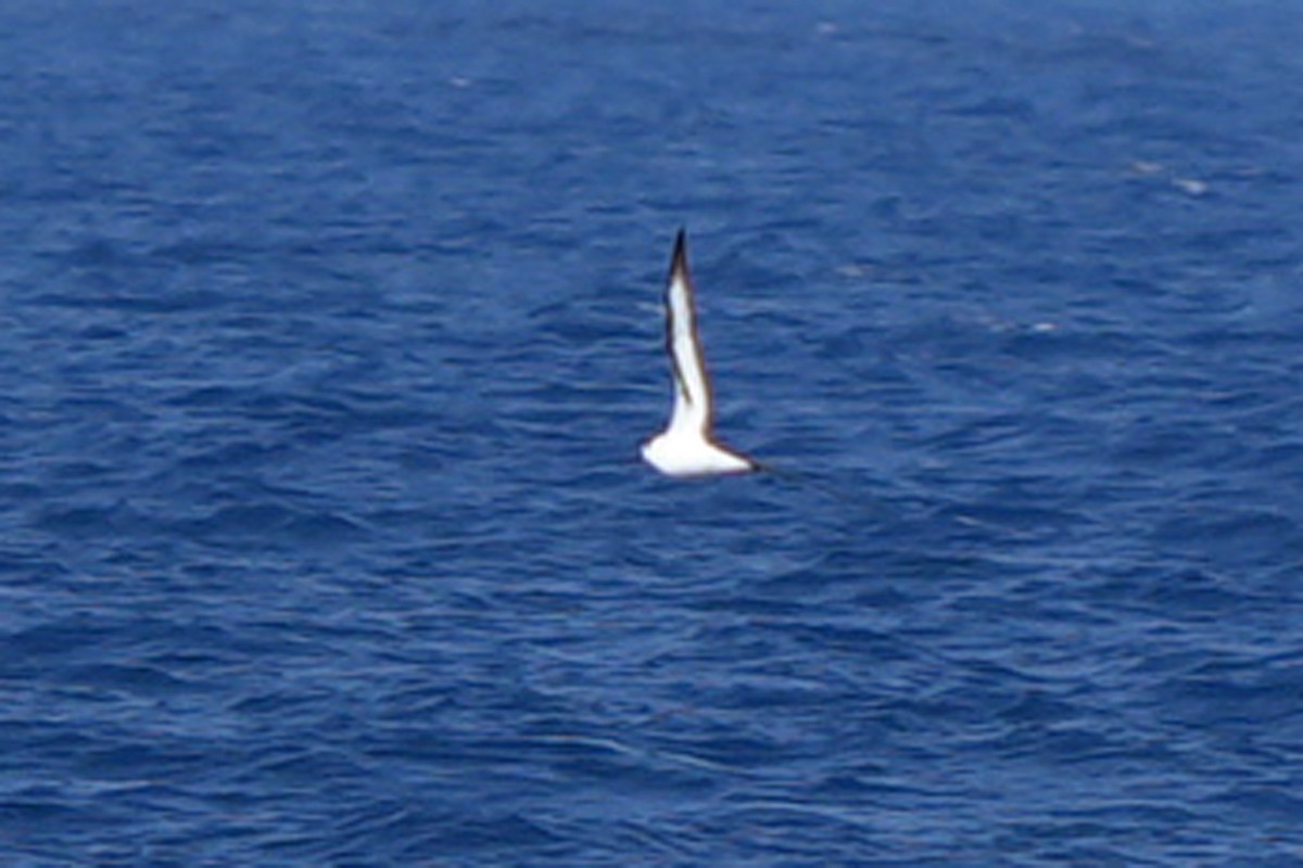 Black-capped Petrel (White-faced) - ML616667221