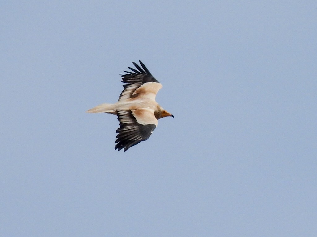 Egyptian Vulture - ML616667224