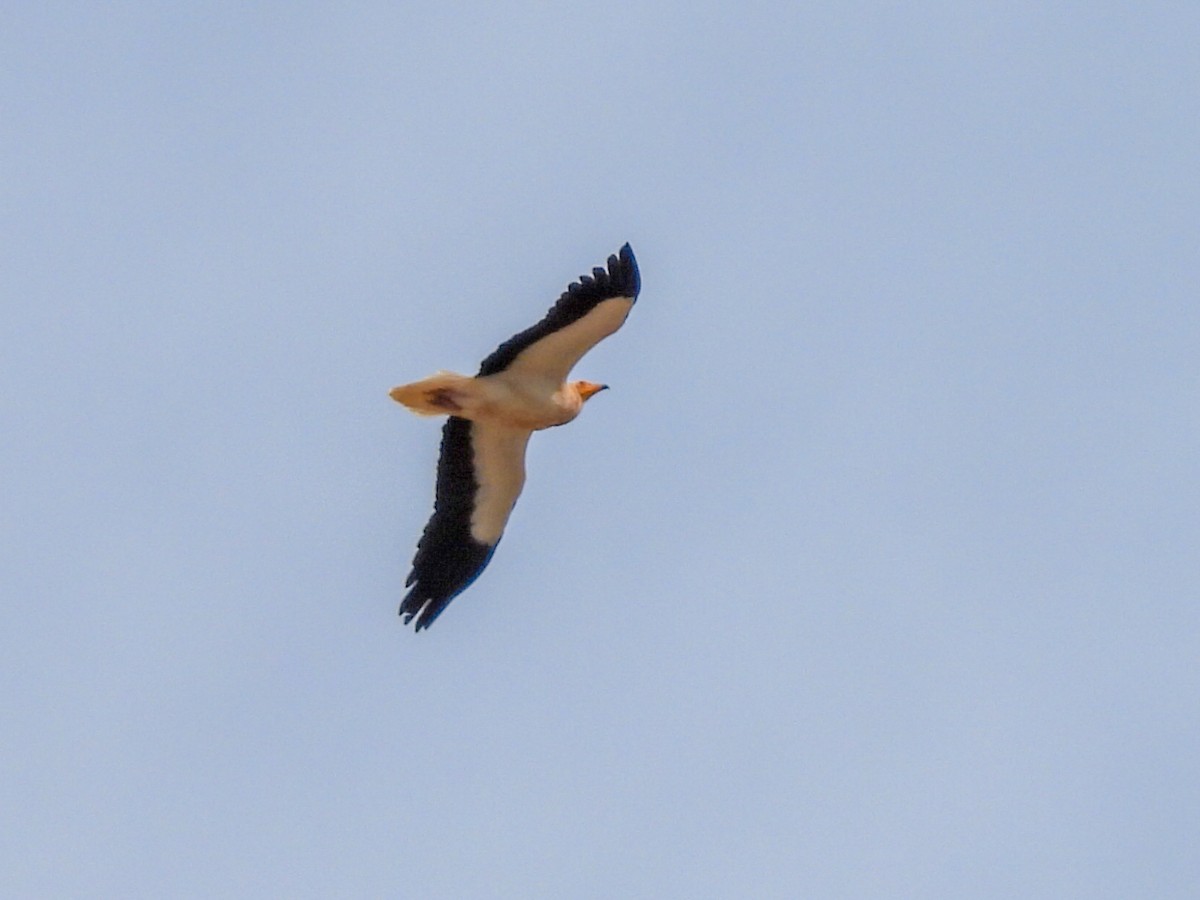 Egyptian Vulture - ML616667225