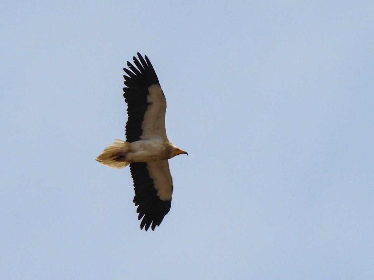 Egyptian Vulture - ML616667226