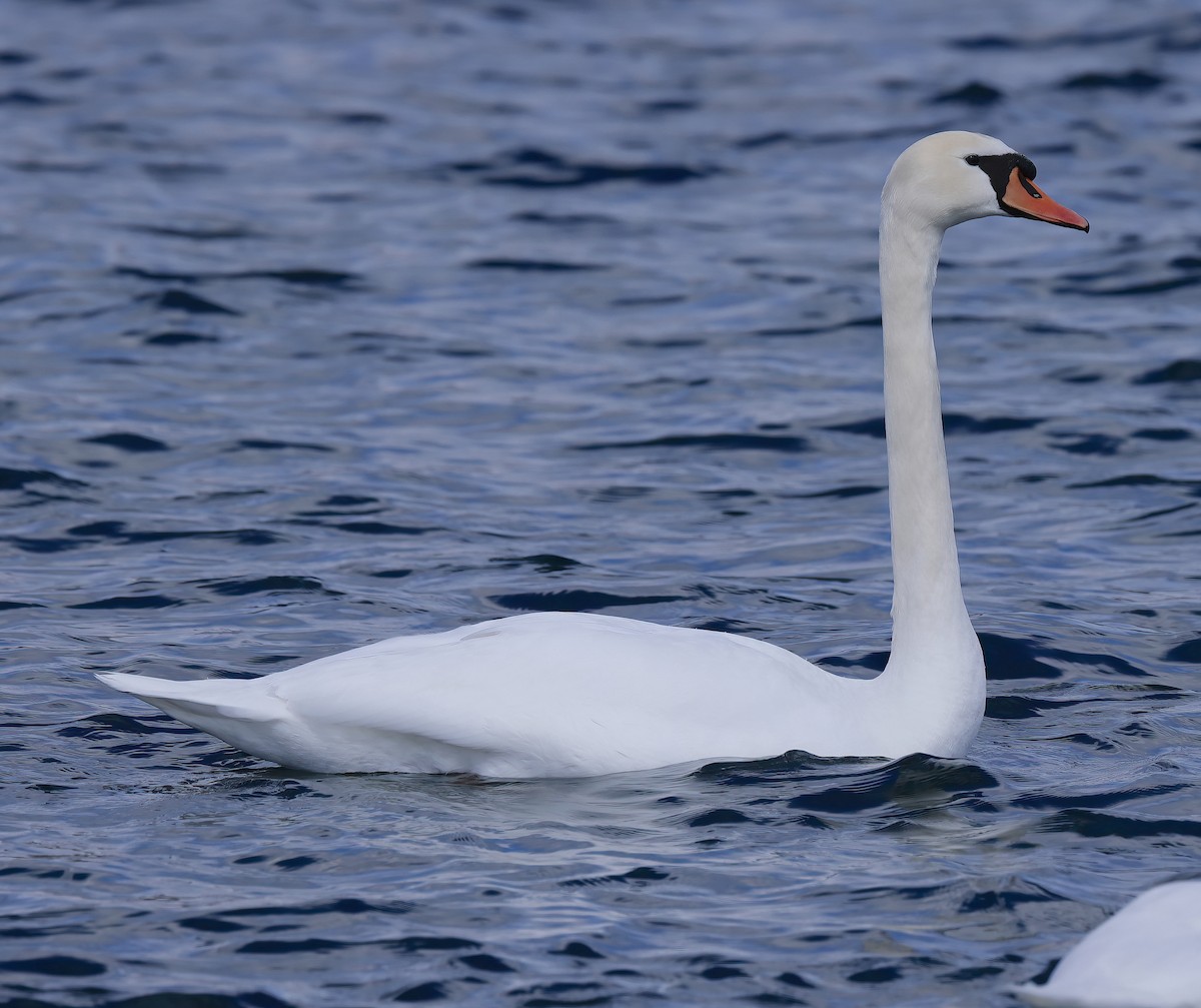 Cygne tuberculé - ML616667275