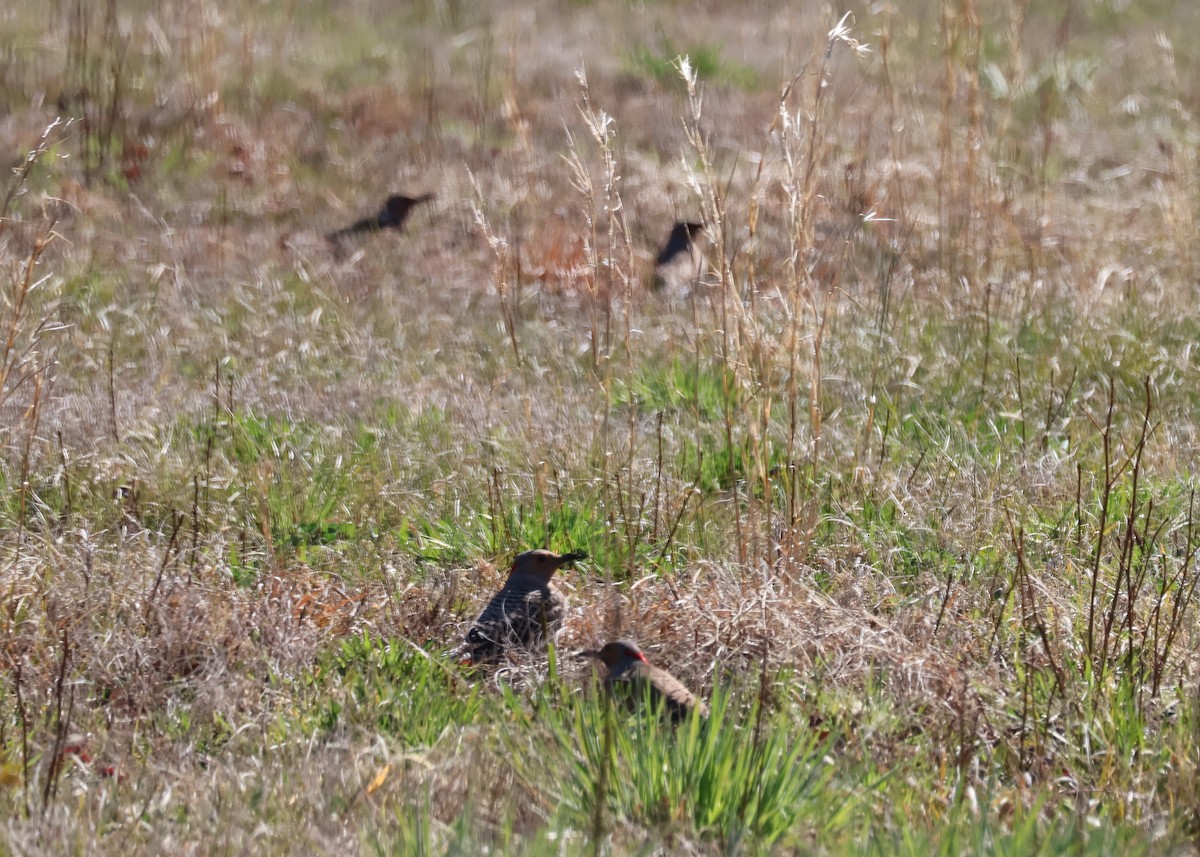 Northern Flicker - ML616667276